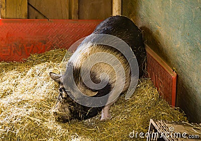 Big Black and White Domesticated Pig Editorial Stock Photo